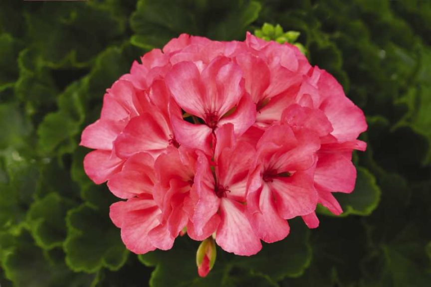 Interspecific Geranium ‘Big Eeze Flamingo’ (Dümmen Orange)