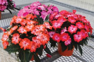 New Guinea Impatiens Sweetie Pie Series (Dümmen Orange)