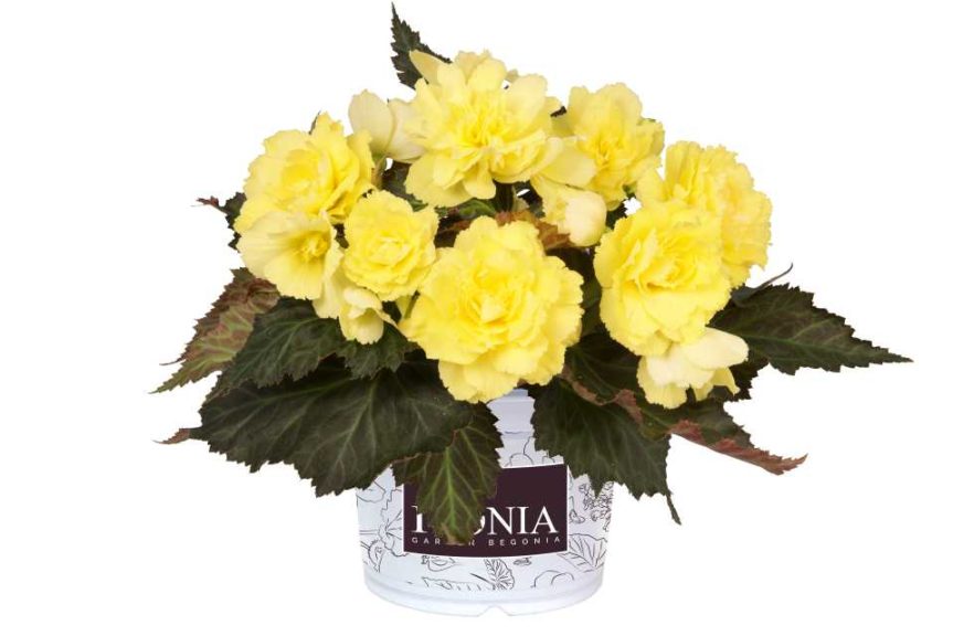 Begonia hyb. 'I’Conia Portofino Yellow' (Dümmen Orange)
