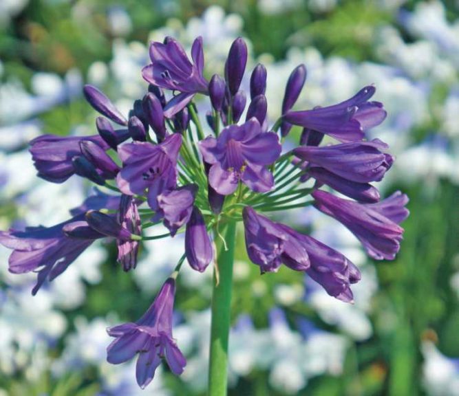Agapanthus 'Ever Amethyst' (Sunset Western Garden Collection/Southern Living Plant Collection)