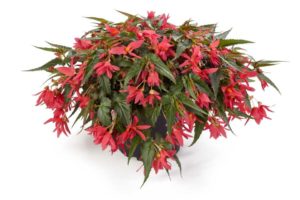 Begonia 'Waterfalls Dreams Encanto Pink' (Beekenkamp)