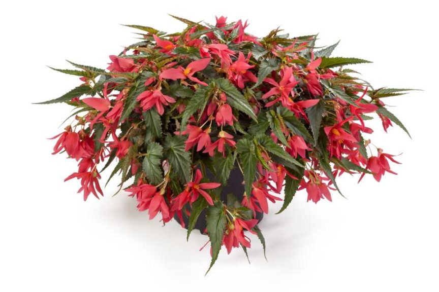 Begonia 'Waterfalls Dreams Encanto Pink' (Beekenkamp)