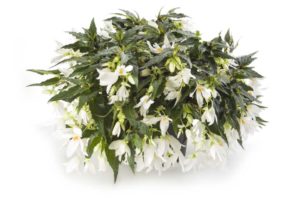 Begonia 'Waterfalls Dreams Encanto White' (Beekenkamp)