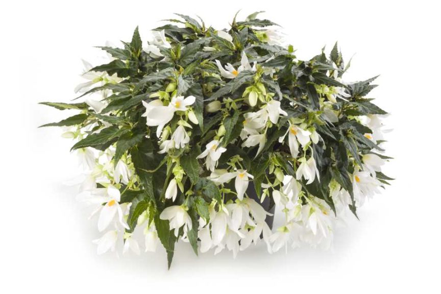 Begonia 'Waterfalls Dreams Encanto White' (Beekenkamp)