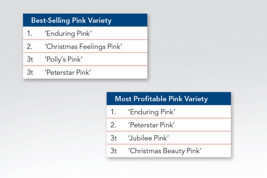 Best-selling Pink Poinsettia