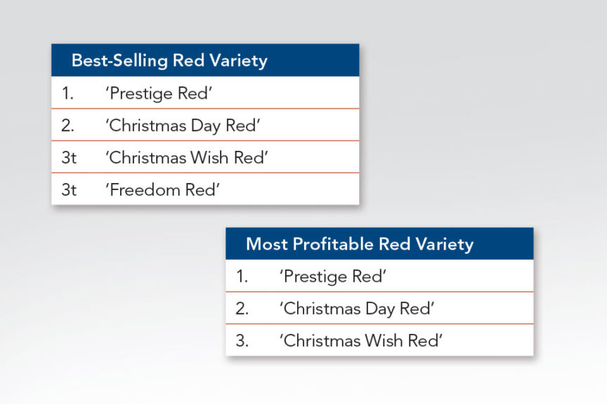 Best-selling Red Poinsettia