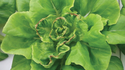 Two Simple Hydroponic Production Solutions That Generate Results