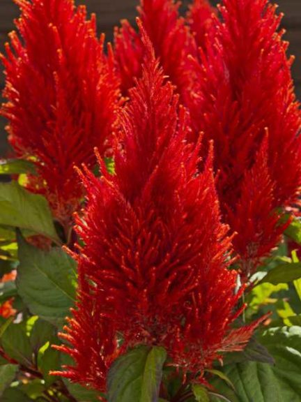 Celosia 'Century Salmon Pink' (Sakata Ornamentals)