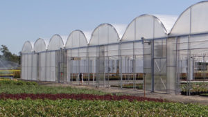 Greenhouse Suppliers Weigh In on Building and Design Trends