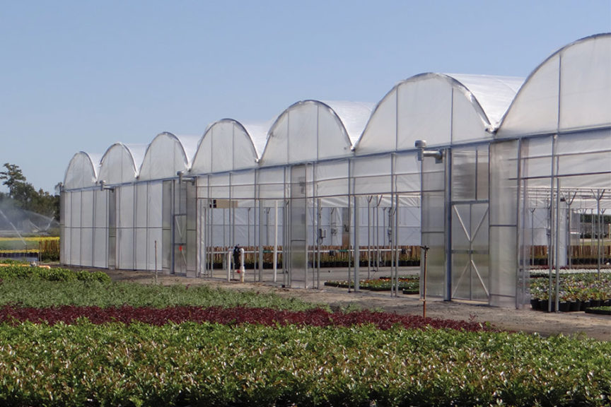 Jaderloon Classic (The Greenhouse Company of South Carolina)