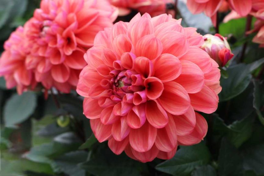 Dahlia 'Temptation Grapefruit' (Dümmen Orange)
