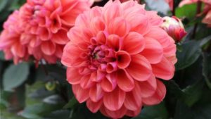 California Spring Trials 2018 Central Region Preview: Ball Horticultural, Dümmen Orange, PlantHaven, Suntory Flowers