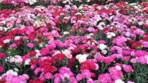 2018 California Spring Trials Central Region Preview: Green Fuse Botanicals, Floranova, Vegetalis, Florist, Royal Van Zanten, Vivero Internacional