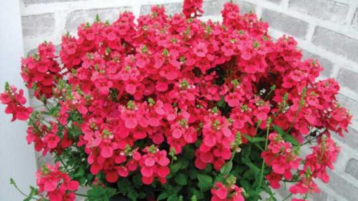 California Spring Trials 2018 Northern Region Preview: Spring Meadow Nursery, Syngenta, Danziger, Cohen, Hishtil, Jaldety, Nir