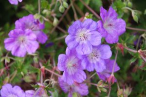 Geranium 'Bloom Me Away' (Cultivaris)
