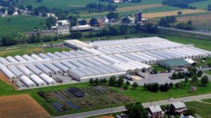 How Green Leaf Plants Continues to Thrive in the Young Plant Market