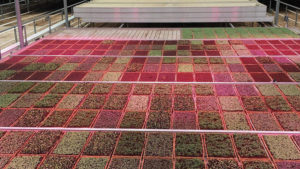 New Light Management System Aims for Consistent Plant Production