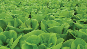 How You Can Use Nursery Channels to Finish More Leafy Greens