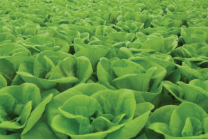 Hydroponic vegetables