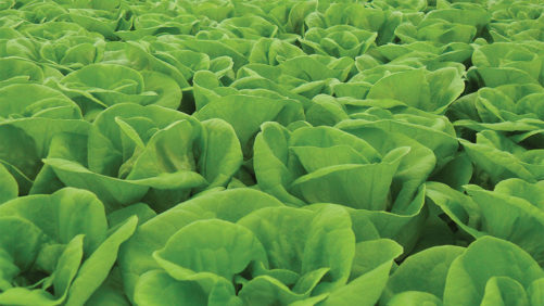 Tips on Growing Hydroponic Lettuce in Hot Climates
