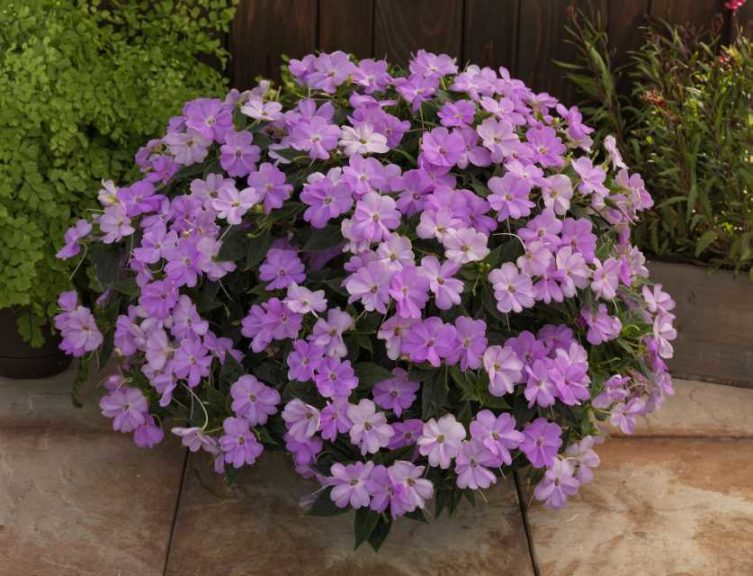 Impatiens 'Sunpatiens Orchid' (Sakata Ornamentals)
