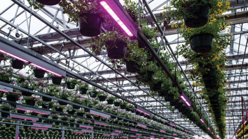 Michigan State University Looking to Grow Specialty Cut-Flowers Sustainably with LEDs