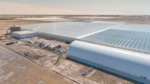 Can Artificial Intelligence Be a Solution in the Greenhouse? One Vegetable Grower Says Yes