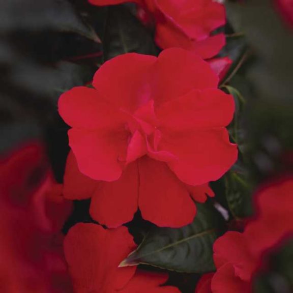 New Guinea Impatiens 'Wild Romance Red' (Dümmen Orange)