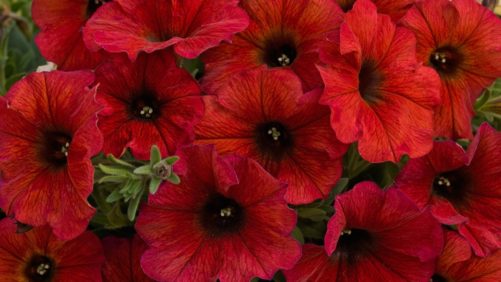 Attention Plant Breeders: CIOPORA Highlights Upcoming Plant Intellectual Property Workshop