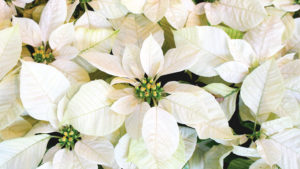 Survey Says: Poinsettia Prices, Sales, and Production Increased in 2017