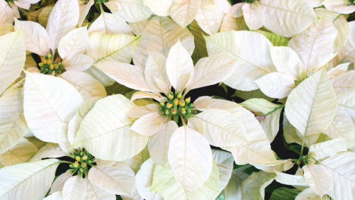 Survey Says: Poinsettia Prices, Sales, and Production Increased in 2017