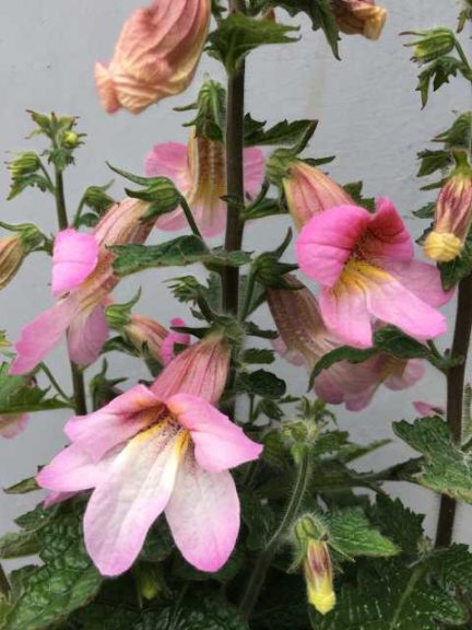 Rehmannia hyb. 'Hidden Dragon' (Cultivaris)