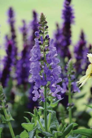 Salvia nemarosa 'Sky Blue Marvel' (Darwin Perennials)