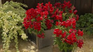 Insights From PMA’s State of the Floral Industry Report