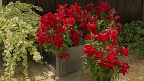 Insights From PMA’s State of the Floral Industry Report
