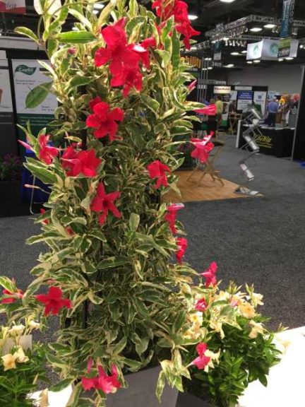 Mandevilla 'Sun Parasol Giant Marbled Crimson' (Suntory Flowers)