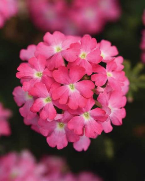 Verbena 'Firehouse Pink' (Ball FloraPlant)