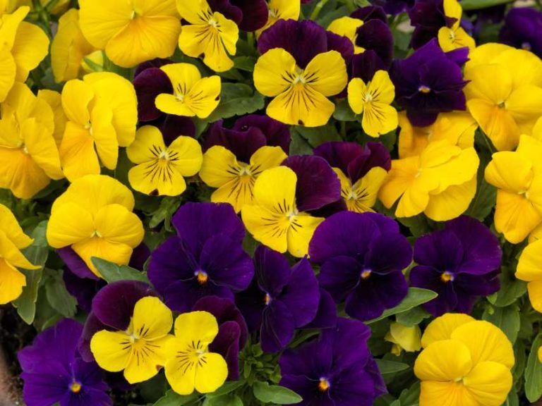 Viola ColorMax Royal Mix (Sakata Ornamentals)