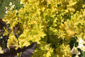 Heuchera ‘Dolce Apple Twist’ (Proven Winners Perennials)