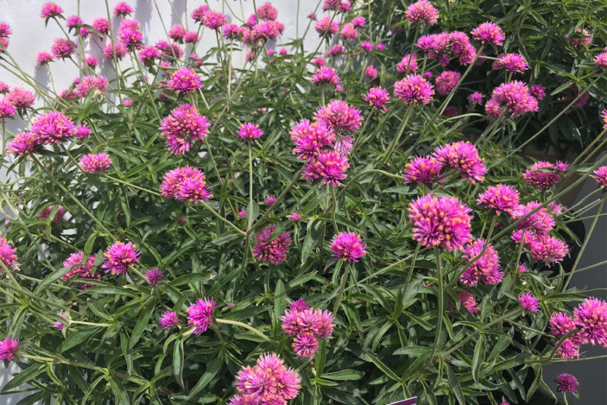 Gomphrena ‘Truffula Pink' (Proven Winners)