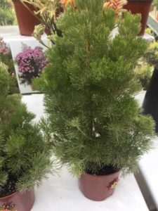 Adenanthos 'Chris Tal' (Nir Nursery)