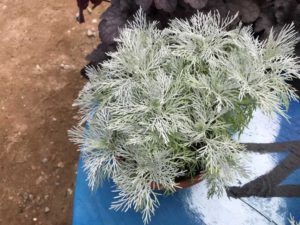 Artemisia 'Makana Silver' (Terra Nova Nurseries)