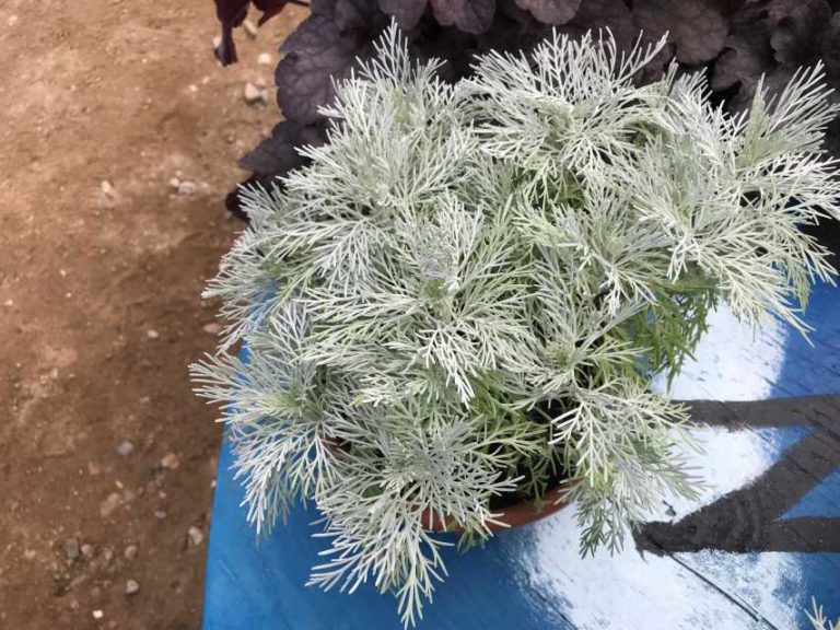 Artemisia 'Makana Silver' (Terra Nova Nurseries)