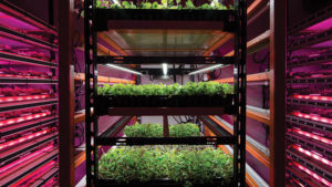 A Look Beyond the Hype of Vertical Farming