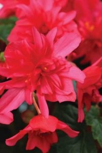 Begonia hyb. ‘RiseUp Grenadine Red’ (Westhoff)