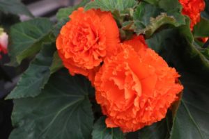Begonia 'AmeriHybrid Ruffled Mandarin Orange' (PanAmerican Seed)