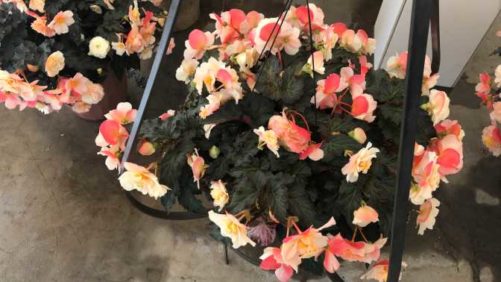 Allan Armitage’s Noteworthy 2018 Plant Intros from Dümmen Orange and Plug Connection