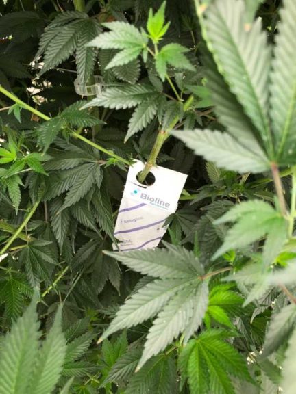 ForwardGro Invests in IPM