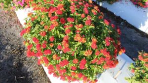 2023 Bloom Show Season Finale to Feature Charlie Hall and Melinda Knuth