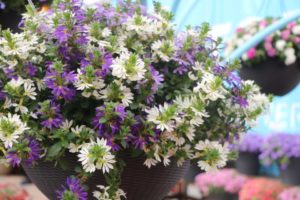 Bluesy Diva Combo (Suntory Flowers)